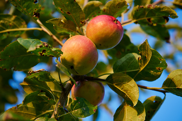 u-pick-apple-on-tree-gold-pink-red-600x400px