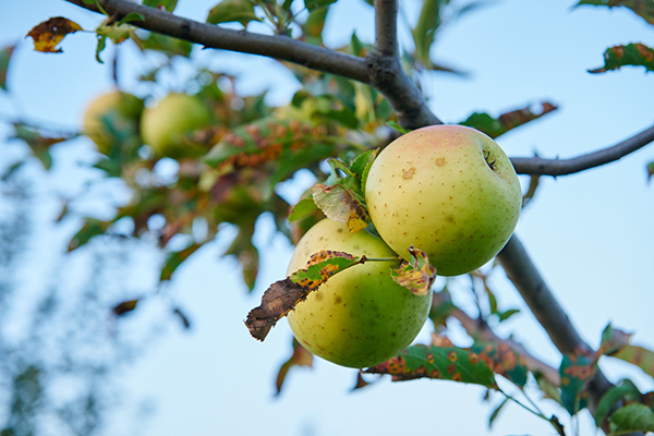 u-pick-apple-on-tree-green-gold-600x400px
