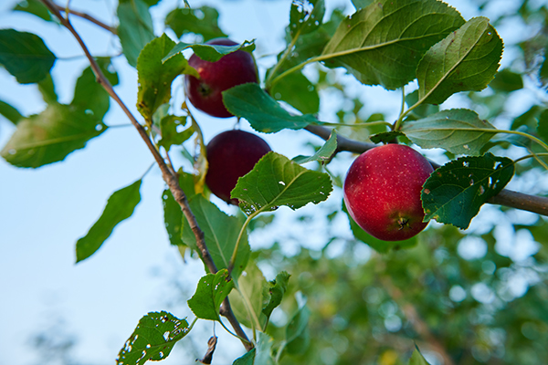 u-pick-apple-on-tree-red-600x400px