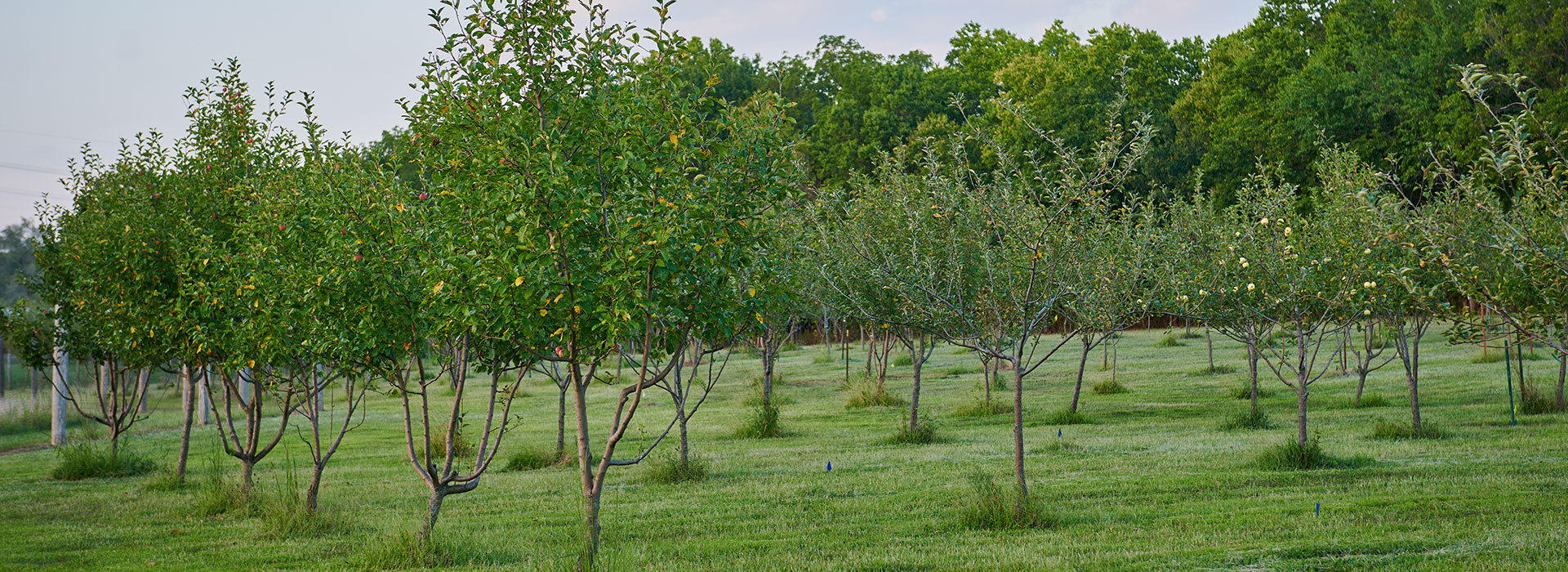 u-pick-apple-orchard-680x412px u pick apple orchard at maple leaf orchards